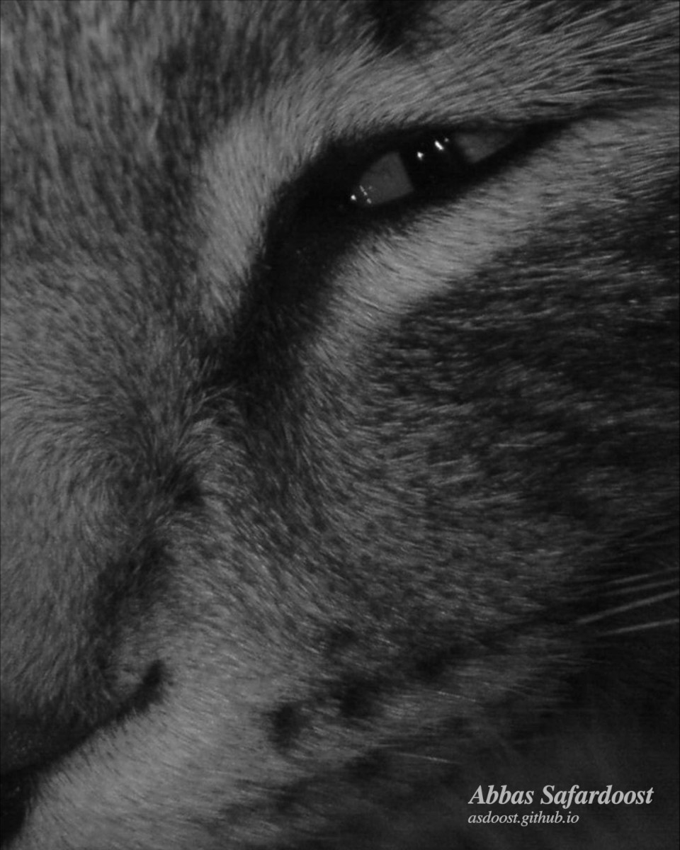 pet